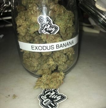 Exodus Banana